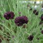 Cornflower Black Ball Centaurea cyanus - 40 Seeds