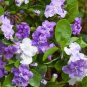 Purple Yesterday Today and Tomorrow Brunfelsia pauciflora - 15 Seeds