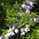 Purple Yesterday Today and Tomorrow Brunfelsia pauciflora - 15 Seeds
