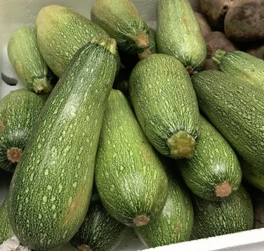 Mexican Heirloom Calabacita Grey Summer Squash - 30 Seeds