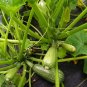 Mexican Heirloom Calabacita Grey Summer Squash - 30 Seeds