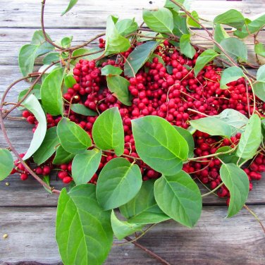 Hardy Berry Five-Flavor-Fruit Schisandra Chinensis - 10 Seeds