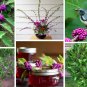 Native Magenta American Beautyberry Callicarpa americana - 20 Seeds