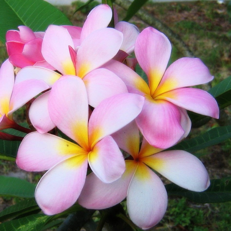 Cuttings! Pua Melia Pink Plumeria Frangipani - 3 Unrooted Cuttings