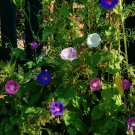 Colorful Mix Morningglory Ipomoea - 30 Seeds