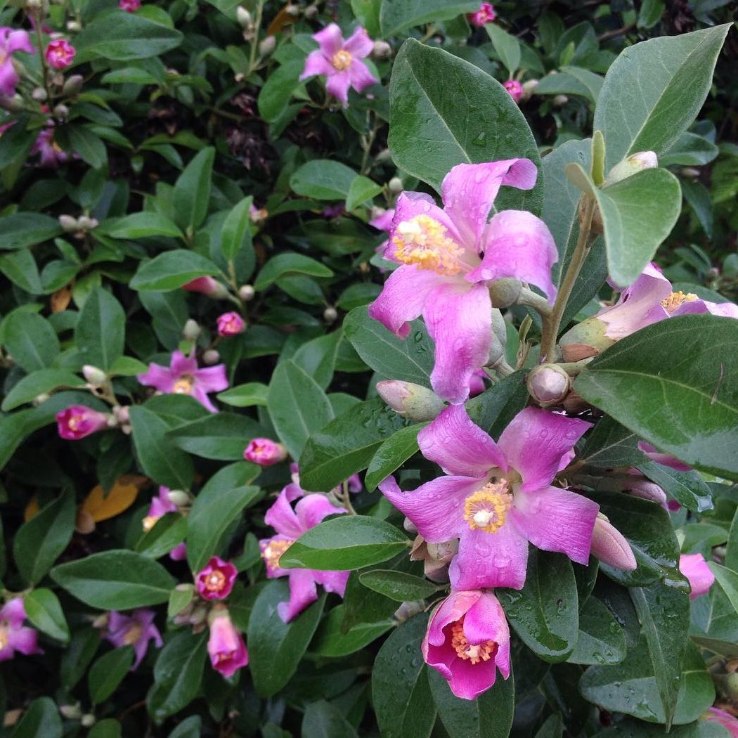 Pink Norfolk Island Hibiscus Lagunaria patersonia - 5 Seeds