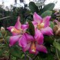 Pink Norfolk Island Hibiscus Lagunaria patersonia - 5 Seeds
