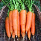 Sale! Heirloom Carrot Scarlet Nantes Carota dauca 2 for 1 - 150 Seeds