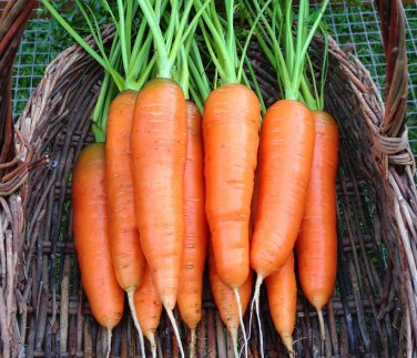 Sale! Heirloom Carrot Scarlet Nantes Carota dauca 2 for 1 - 150 Seeds
