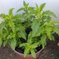 Epazote Organic Mexican Culinary Herb Chenopodium ambrosioides - 150 Seeds