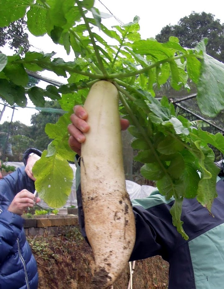 Purple Daikon | Ten Mothers Farm