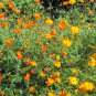 Sale! Orange Cosmos Flowers Cosmos sulphureus 2 for 1 - 100 Seeds