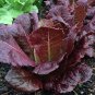 Sale! Romaine Lettuce Super Red Organic Lactuca sativa 2 for 1 - 500 Seeds