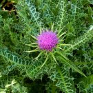 Purple Milk Thistle Organic Herb  Silybum marianum - 100 Seeds