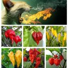 Hotter Than Hell - Worlds Hottest Organic Chili Peppers Seed Collection - 6 Varieties