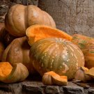 Mexican Calabaza Pumpkin Squash Cucurbita moschata  - 15 Seeds