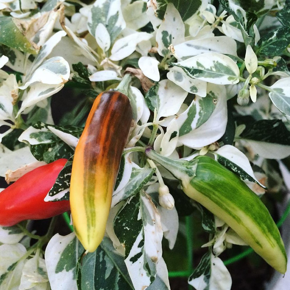 Hot Variegated Fish Pepper Heirloom Capsicum annuum 20 Seeds