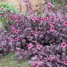 Red Leaf Cranberry Hibiscus Hardy Hibiscus acetosella - 7 Seeds