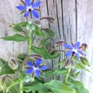 Borage Blue Star Flower Borago officinalis - 100 Seeds