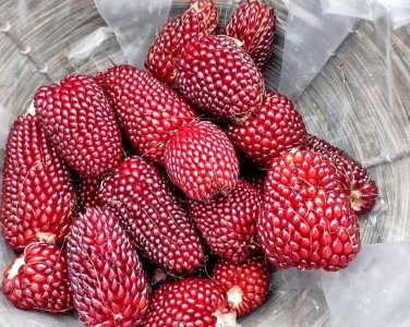 Wild Red Strawberry Popping Corn Heirloom Zea mays - 50 Seeds