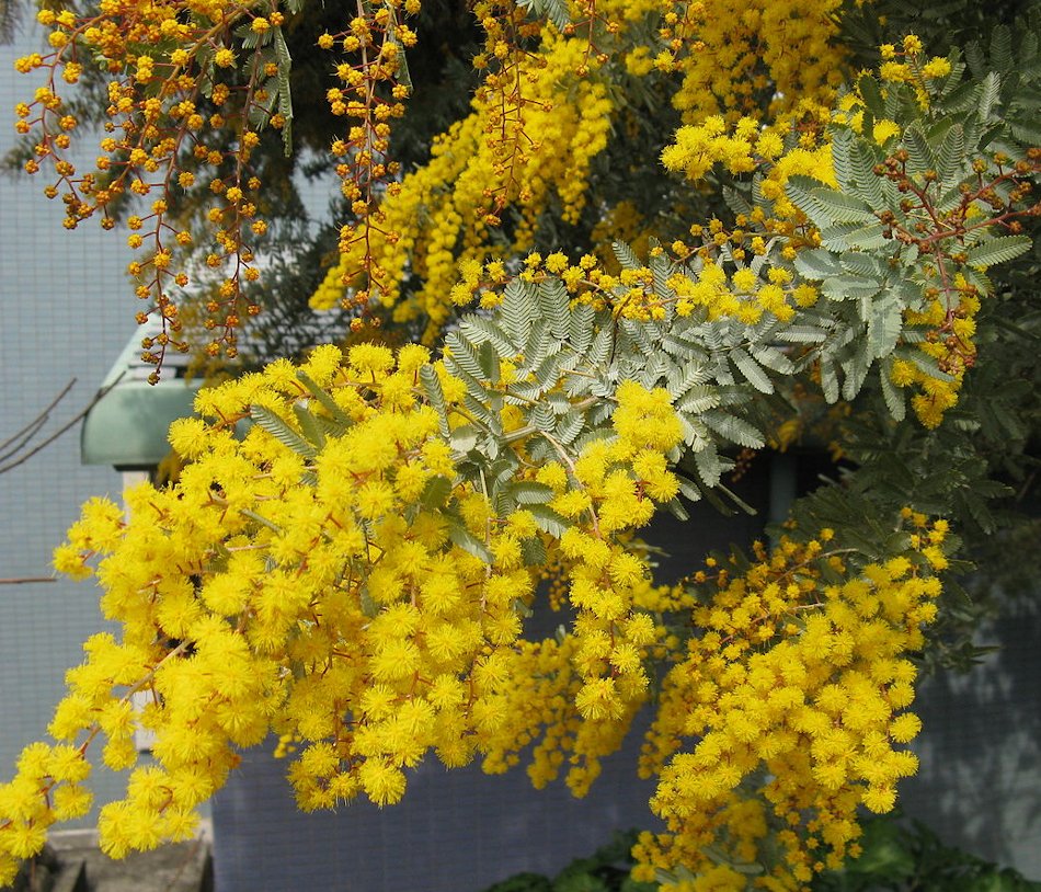 Golden Mimosa Cootamundra Wattle Acacia baileyana 20 Seeds