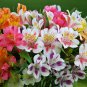 Peruvian Alstroemeria Ligtu Mixed Alstroemeria Hybrida  - 20 Seeds