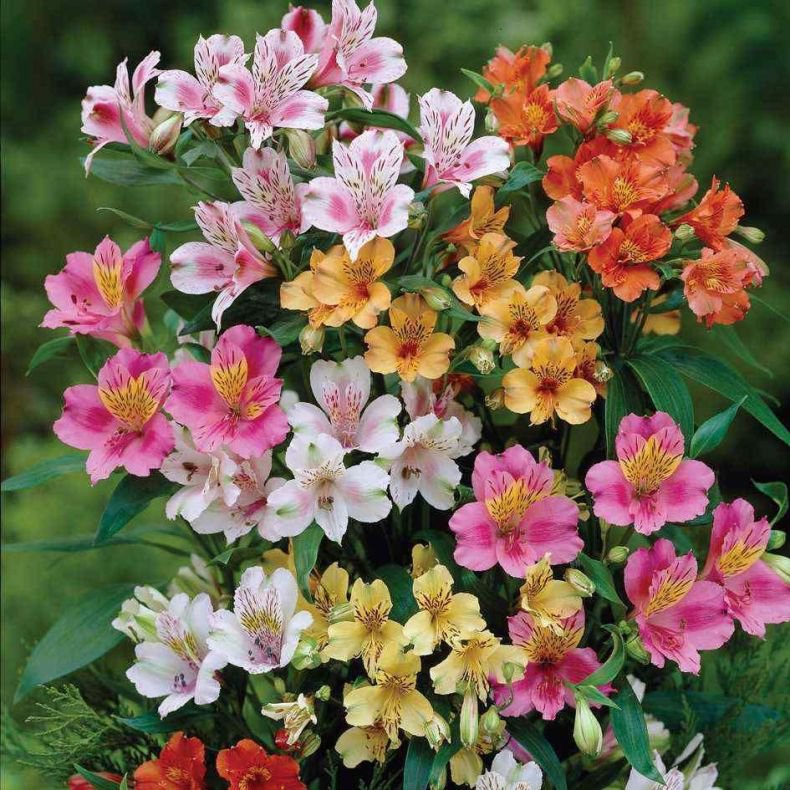 Peruvian Alstroemeria Ligtu Mixed Alstroemeria Hybrida - 20 Seeds