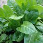 Wild Mangold Leaf Beet Perpetual Spinach Beta vulgaris var cicla - 400 Seeds