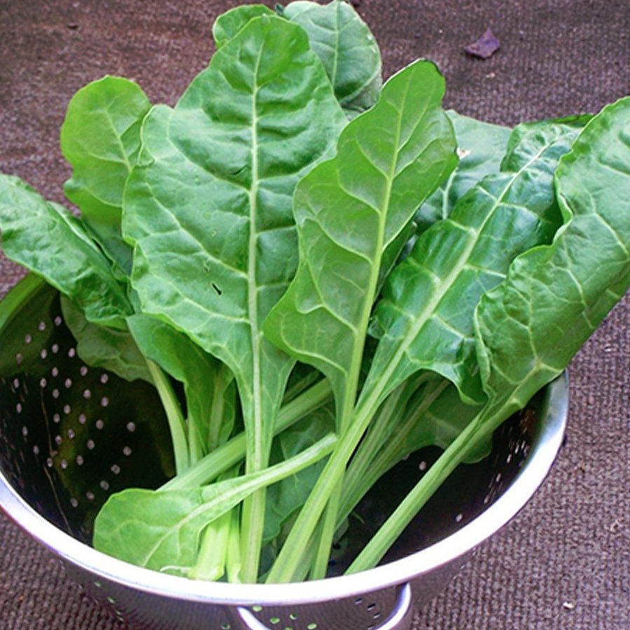 Wild Mangold Leaf Beet Perpetual Spinach Beta vulgaris var cicla 400