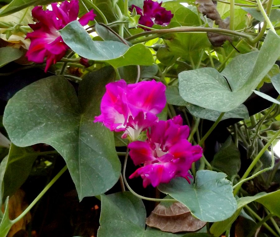 Feather Duster Ruffled Magenta Morning Glory Ipomoea imperialis - 12 Seeds