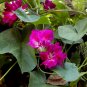 Feather Duster Ruffled Magenta Morning Glory Ipomoea imperialis - 12 Seeds