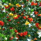 Hardy Madrone Irish Strawberry Tree Arbutus unedo - 15 Seeds