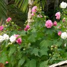 Color Changing Cotton Rose Hibiscus Hardy Dixie Rosemallow Hibiscus mutabilis tricolor  - 20 Seeds