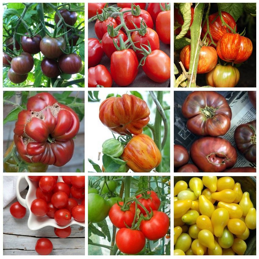 Unique Heirloom Organic Tomato Seed Collection 9 Varieties