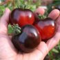Indigo Rose Organic Black Tomato Lycopersicon esculentum - 20 Seeds