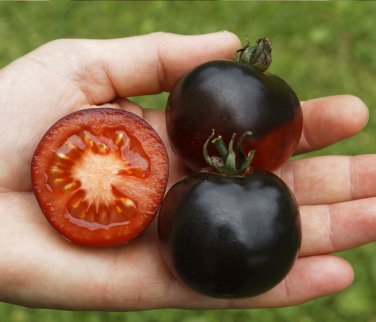 Organic Black Tomato Indigo Rose Lycopersicon esculentum - 20 Seeds