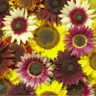 Colorful Sunflower Mix Helianthus annuus - 50 Seeds