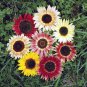 Colorful Sunflower Mix Helianthus annuus - 50 Seeds