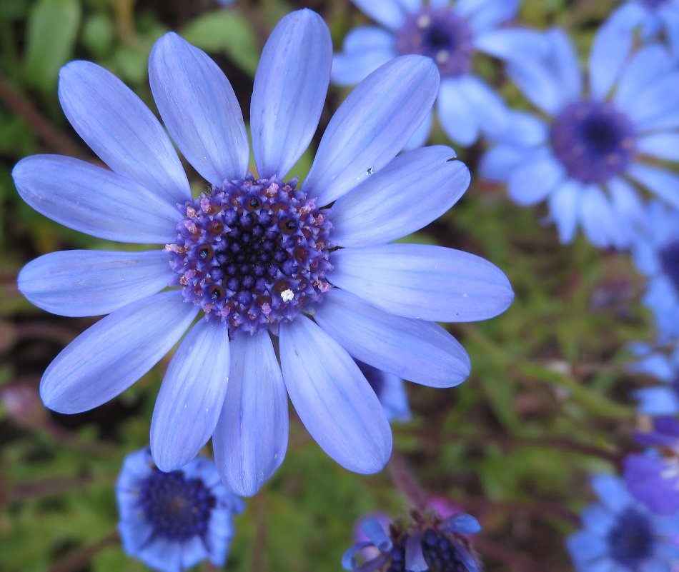 Rare True Blue African Daisy Felicia heterophylla - 50 Seeds