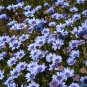 Rare True Blue African Daisy Felicia heterophylla - 50 Seeds