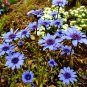 Rare True Blue African Daisy Felicia heterophylla - 50 Seeds