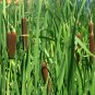 Ornamental Cattail Pond Grass Typha latifolia - 500 Seeds