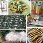 Ornamental Cattail Pond Grass Typha latifolia - 500 Seeds