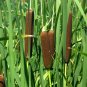 Ornamental Cattail Pond Grass Typha latifolia - 500 Seeds