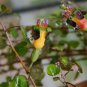 Exotic Fuchsia Rock Garden Fuchsia procumbens - 10 Seeds