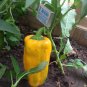 Yellow Monster Sweet Pepper Capsicum annuum - 20 Seeds