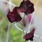 Goth Garden Midnight Beaujolais Maroon Sweet Pea Lathyrus odoratus - 20 Seeds