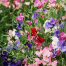 Colorful Fragrant Sweet Pea Mix Flower Fragrant Lathyrus odoratus - 40 Seeds