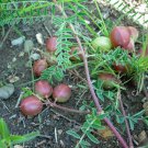 Native Wild Groundplum Milkvetch Astragalus crassicarpus - 15 Seeds