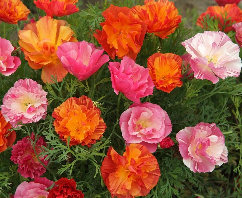 California Poppy Jelly Beans Eschscholzia californica 40 Seeds